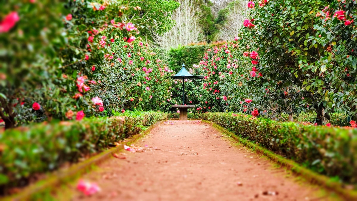 Garden with stone steps